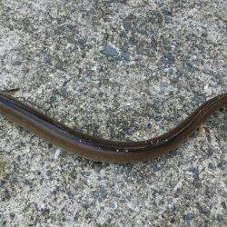 アジ、イワシGET!!