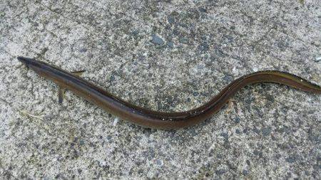 アジ、イワシGET!!