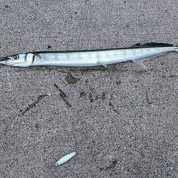 サゴシ狙いでショアジギング