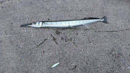 サゴシ狙いでショアジギング