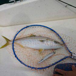 アオリイカ釣りと青物狙いの二本立て釣行