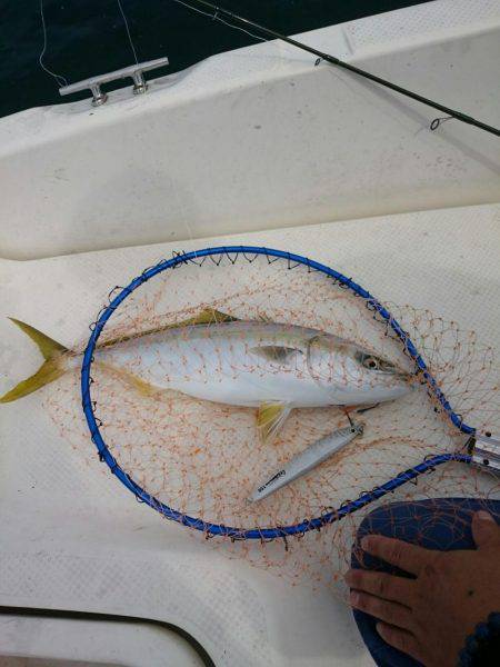 アオリイカ釣りと青物狙いの二本立て釣行