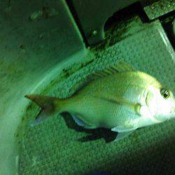 シロイカ激シブ