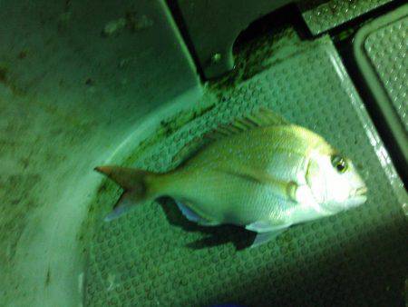 シロイカ激シブ