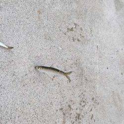 タチウオ見つけたと言えるのか!?