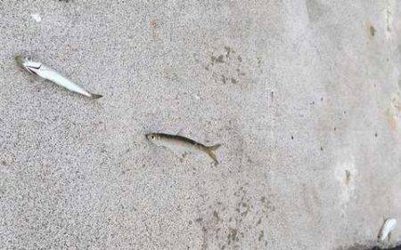 タチウオ見つけたと言えるのか!?