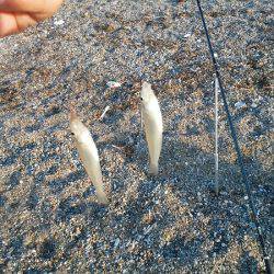 明石川河口サーフでキス釣り