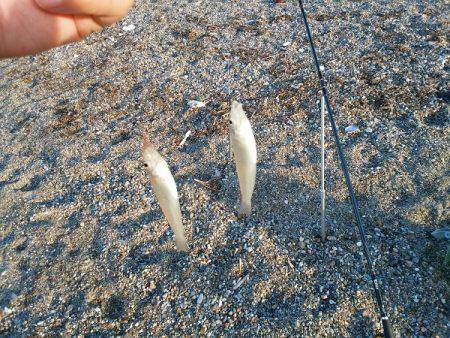 明石川河口サーフでキス釣り