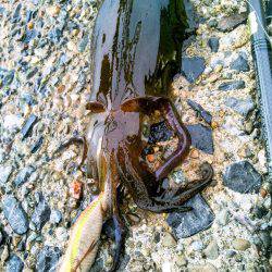 ホームで好調♪