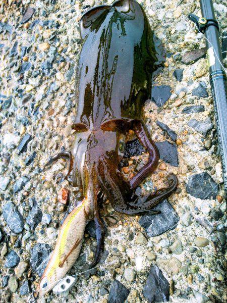 ホームで好調♪