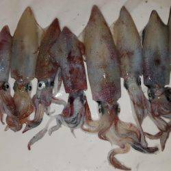 そろそろ?まだまだ