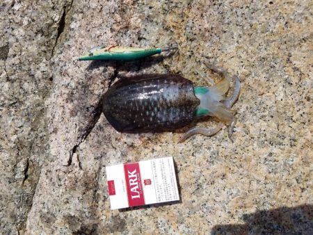 今シーズン初エギング