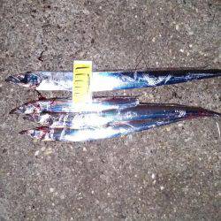 近場にも、タチウオが来たあ!