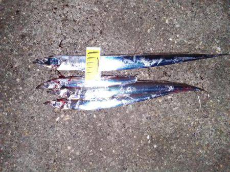 近場にも、タチウオが来たあ!