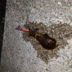 初めての秋アオリ