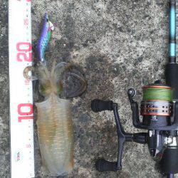 アオリイカ成長中！！