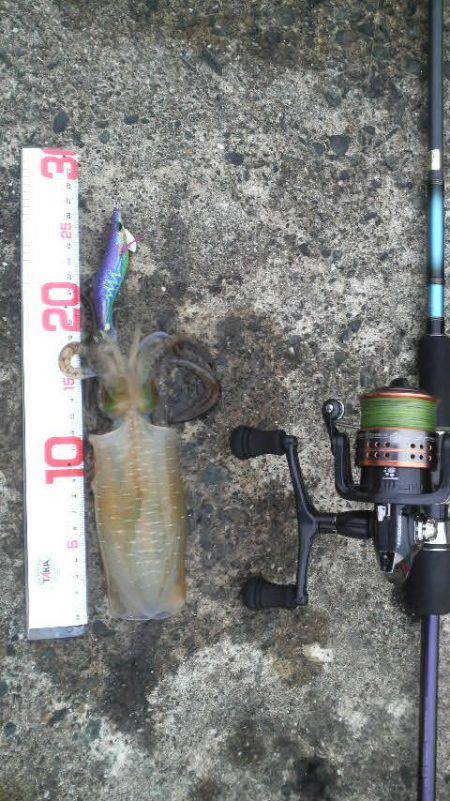 アオリイカ成長中！！