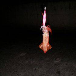 今年初エギング