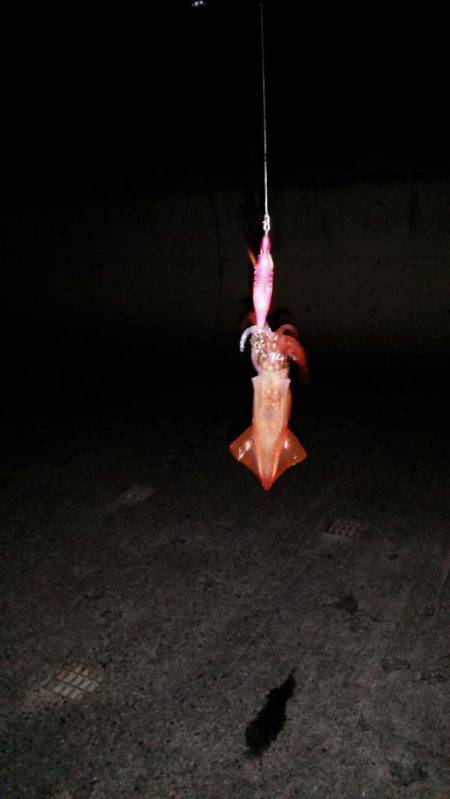 今年初エギング