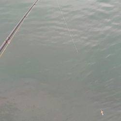 陸っぱりエギング