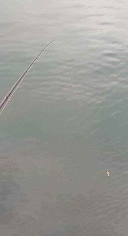 陸っぱりエギング