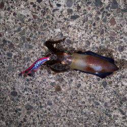 エギング＆ちょい投げで晩御飯確保