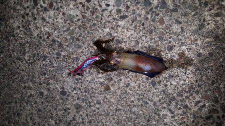 エギング＆ちょい投げで晩御飯確保