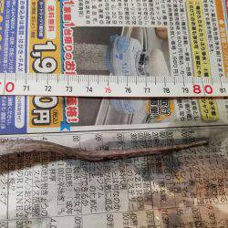 タチウオは何処に…