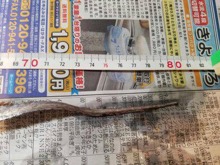 タチウオは何処に…