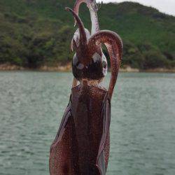 新子エギング！