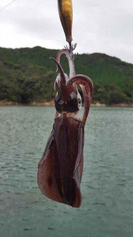 新子エギング！