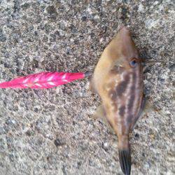 ちょっとエギング