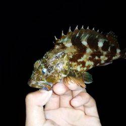 入れ食いアジング♪