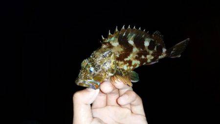 入れ食いアジング♪