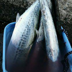 早朝サゴシ　1時間で4匹ゲット！