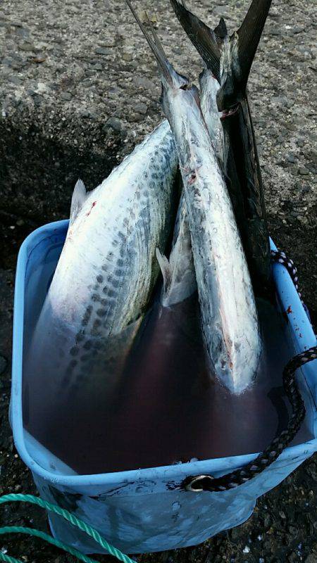 早朝サゴシ　1時間で4匹ゲット！