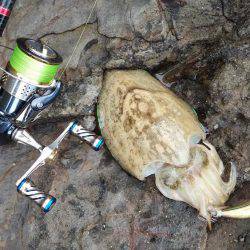 アオリイカ好釣