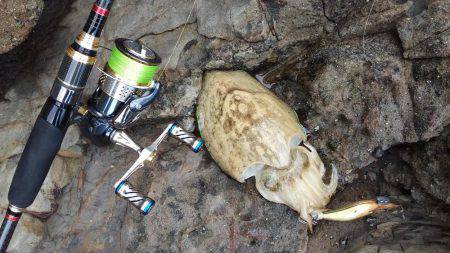 アオリイカ好釣