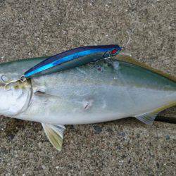 ツバスばかり！