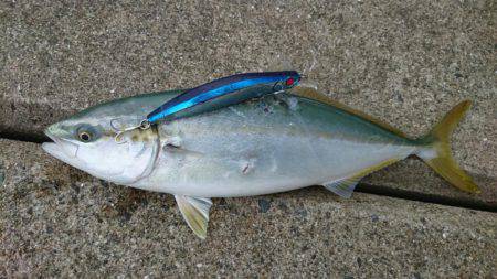 ツバスばかり！