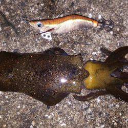 ナイトエギング