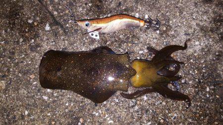 ナイトエギング