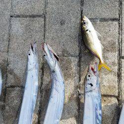 コスモスクエアにてタチウオpart.3