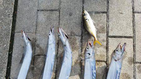 コスモスクエアにてタチウオpart.3