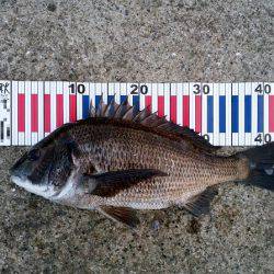 大蔵海岸でトップでチヌ43.5cm！