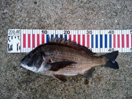 大蔵海岸でトップでチヌ43.5cm！