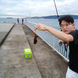 大蔵海岸でウルメイワシ&アオリイカの新子