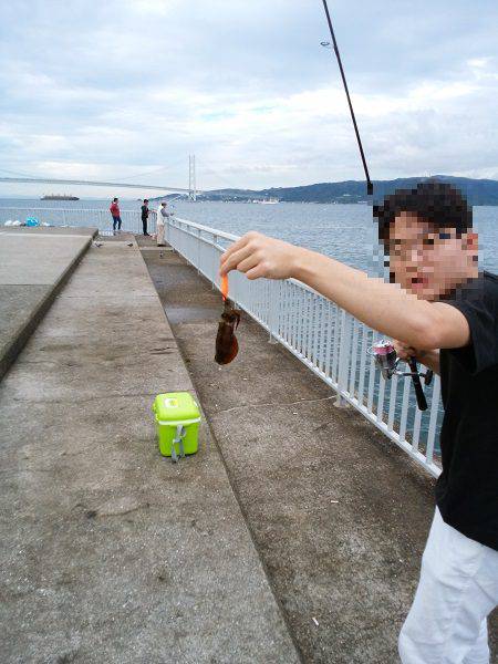 大蔵海岸でウルメイワシ&アオリイカの新子