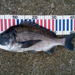 大蔵海岸のトップゲームでチヌ