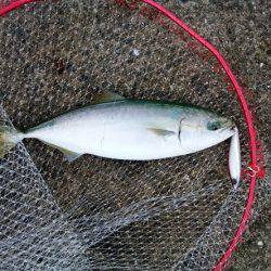 大蔵海岸でタチウオ&サゴシ&ハマチ！